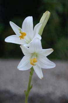 Picture: Madonna Lily