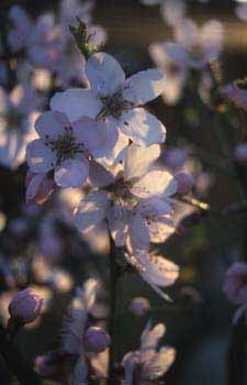 Picture: Almond Blossom